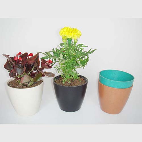 Bio-degradable Blister Product